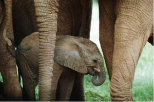 baby elephant