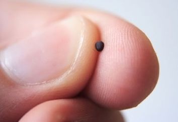 mustard seed