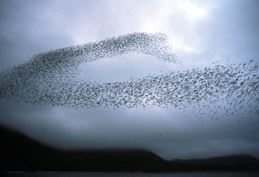 nanoparticle swarm