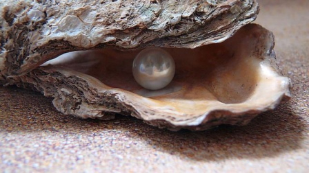 pearl in oyster